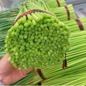 新鲜蒜苔农家自种细嫩清甜蒜香产地整箱批发蒜薹应季蔬菜新蒜